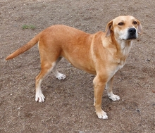 LANA, Hund, Mischlingshund in Griechenland - Bild 1