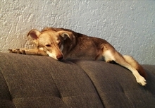 MIA, Hund, Mischlingshund in Loiching - Bild 1