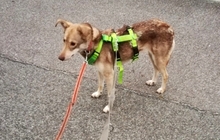 MIA, Hund, Mischlingshund in Loiching - Bild 12