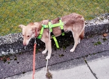 MIA, Hund, Mischlingshund in Loiching - Bild 15