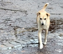 BEN, Hund, Mischlingshund in Pinneberg - Bild 13