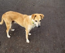 BEN, Hund, Mischlingshund in Pinneberg - Bild 9