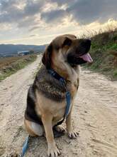 BOBINA, Hund, Mischlingshund in Griechenland - Bild 2