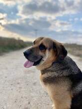 BOBINA, Hund, Mischlingshund in Griechenland - Bild 3