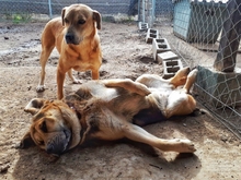 BOBINA, Hund, Mischlingshund in Griechenland - Bild 6