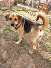 BOBINA, Hund, Mischlingshund in Griechenland - Bild 7