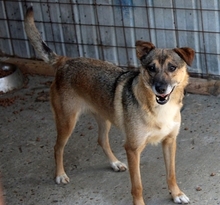 SELINA, Hund, Mischlingshund in Rumänien - Bild 2