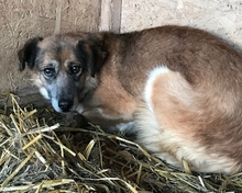 HOPE, Hund, Mischlingshund in Rumänien - Bild 6