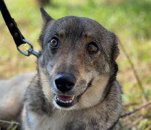 WOLFINKA, Hund, Mischlingshund in Slowakische Republik - Bild 1