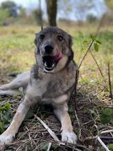 WOLFINKA, Hund, Mischlingshund in Slowakische Republik - Bild 2