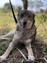 WOLFINKA, Hund, Mischlingshund in Slowakische Republik - Bild 3