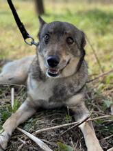 WOLFINKA, Hund, Mischlingshund in Slowakische Republik - Bild 4
