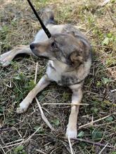 WOLFINKA, Hund, Mischlingshund in Slowakische Republik - Bild 5