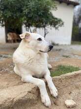 SNOWWHITE, Hund, Mischlingshund in Griechenland - Bild 1