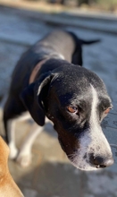 ROBIE, Hund, Mischlingshund in Griechenland - Bild 4