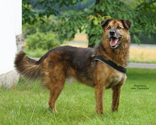 MAXIMUS, Hund, Mischlingshund in Bad Karlshafen - Bild 2