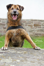 MAXIMUS, Hund, Mischlingshund in Bad Karlshafen - Bild 4