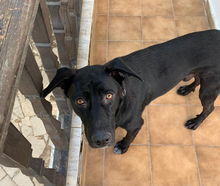 KEN, Hund, Mischlingshund in Griechenland - Bild 10