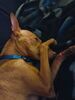 THOR, Hund, Podenco-Mix in Düsseldorf - Bild 6