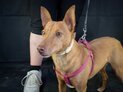 THOR, Hund, Podenco-Mix in Düsseldorf - Bild 9