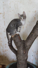 HERO, Katze, Hauskatze in Bulgarien - Bild 3