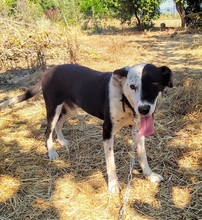 ECTOR, Hund, Mischlingshund in Griechenland - Bild 2