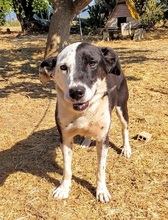 ECTOR, Hund, Mischlingshund in Griechenland - Bild 4