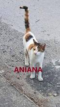 ANIANA, Katze, Europäisch Kurzhaar in Bulgarien - Bild 1