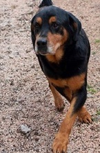 DIAS, Hund, Mischlingshund in Griechenland - Bild 1