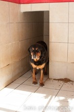 DIAS, Hund, Mischlingshund in Griechenland - Bild 10