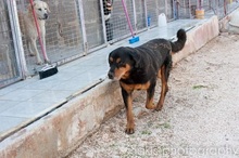 DIAS, Hund, Mischlingshund in Griechenland - Bild 11