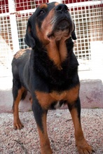 DIAS, Hund, Mischlingshund in Griechenland - Bild 2