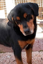 DIAS, Hund, Mischlingshund in Griechenland - Bild 3