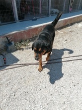 DIAS, Hund, Mischlingshund in Griechenland - Bild 5