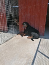 DIAS, Hund, Mischlingshund in Griechenland - Bild 6