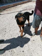 DIAS, Hund, Mischlingshund in Griechenland - Bild 7
