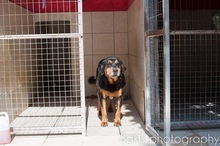 DIAS, Hund, Mischlingshund in Griechenland - Bild 8
