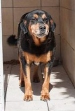 DIAS, Hund, Mischlingshund in Griechenland - Bild 9