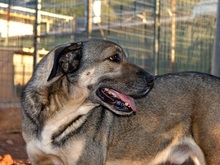 PERSEUS, Hund, Mischlingshund in Griechenland - Bild 10