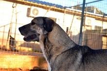 PERSEUS, Hund, Mischlingshund in Griechenland - Bild 11