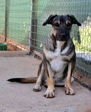 PERSEUS, Hund, Mischlingshund in Griechenland - Bild 16