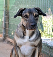PERSEUS, Hund, Mischlingshund in Griechenland - Bild 17