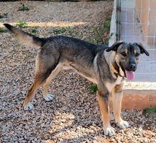 PERSEUS, Hund, Mischlingshund in Griechenland - Bild 18