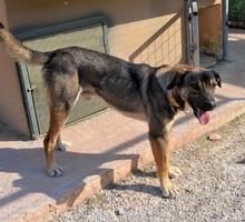 PERSEUS, Hund, Mischlingshund in Griechenland - Bild 20