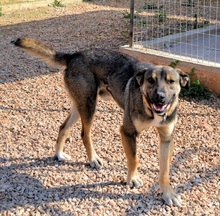 PERSEUS, Hund, Mischlingshund in Griechenland - Bild 21