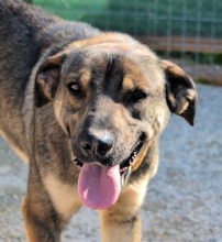 PERSEUS, Hund, Mischlingshund in Griechenland - Bild 22