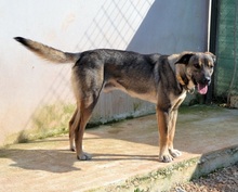 PERSEUS, Hund, Mischlingshund in Griechenland - Bild 23
