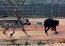 PERSEUS, Hund, Mischlingshund in Griechenland - Bild 24