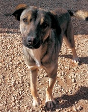 PERSEUS, Hund, Mischlingshund in Griechenland - Bild 25