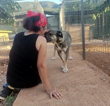 PERSEUS, Hund, Mischlingshund in Griechenland - Bild 3